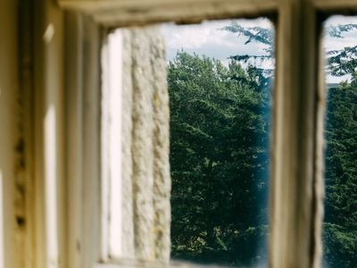 Beautiful green trees through a glass window.